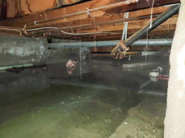 Best Professional water damage repair  in Brookfield, WI